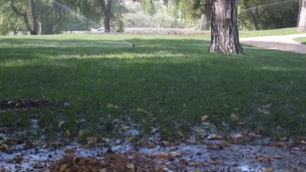 Rotating Water Sprinklers Installed Public Park Green Grass Lawn Trees — Stock Video