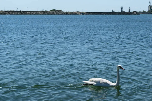 单只白天鹅在蓝色的海水游泳 — 图库照片