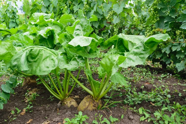 土壤中的有机未收获甜菜植物 白糖甜菜根 — 图库照片