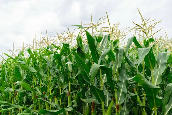 organik yeşil mısır alanında - kırsal tarım yakın çekim