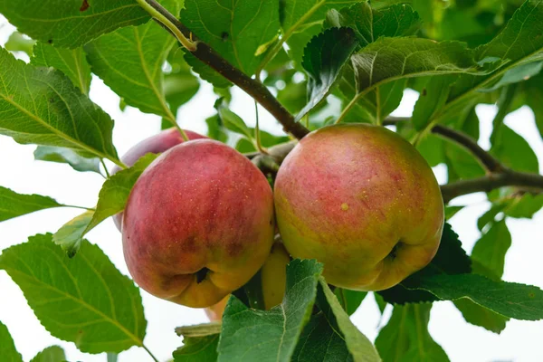 unpicked taze organik kırmızı ve yeşil elma ile doğal yaprakları arka plan