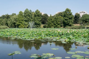 Bükreş'te Lacul Tei park. Göl çiçeği kıçımın tam
