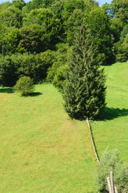 arka planda yeşil ormandaki yeşil çim tepeler kaplı