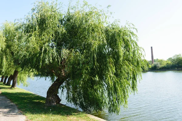 靠在湖湖上的柳树大树 — 图库照片