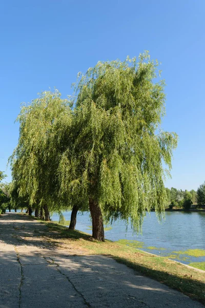 Große Weide Lehnt Sich Über Den Wassersee — Stockfoto