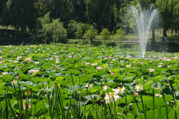 拉库尔 泰园在布加勒斯特 盛开的水花湖 — 图库照片