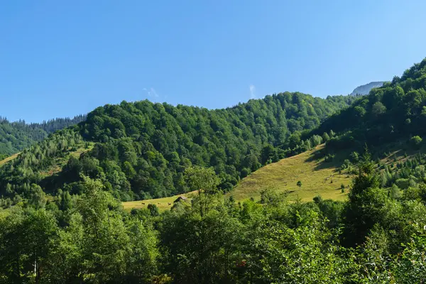 Зеленые Холмы Покрытые Зеленым Лесом Ясным Голубым Небом — стоковое фото