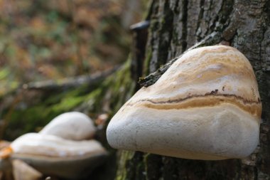 Fomitopsis betulina, huş mantarı, huş ağacı ölümü, huş ağacı köşeli ayraç veya jilet kayış - seçici odak bilinen