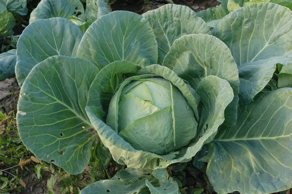 有机蔬菜种植 后花园白菜农业 — 图库照片