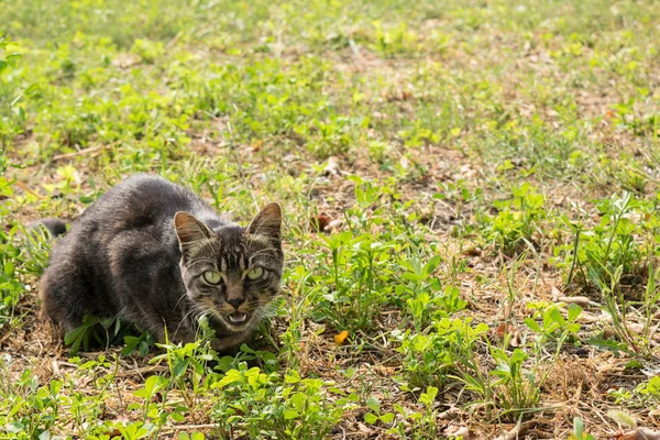 Posizione Aggressiva Del Gatto Sul Prato Con Copia Spac — Foto Stock