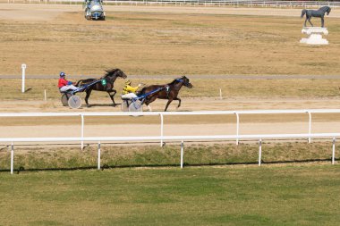 Ploieşti, Romanya - 07 Ekim 2018: Bir paça at Ploieşti Hipodrom Prahova, Romanya'da yarışı