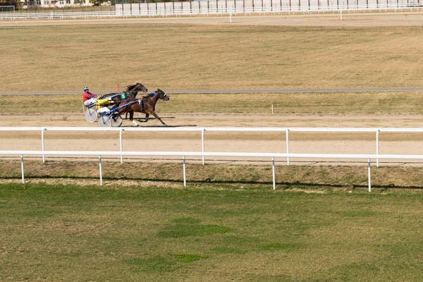 Ploieşti, Romanya - 07 Ekim 2018: Bir paça at Ploieşti Hipodrom Prahova, Romanya'da yarışı