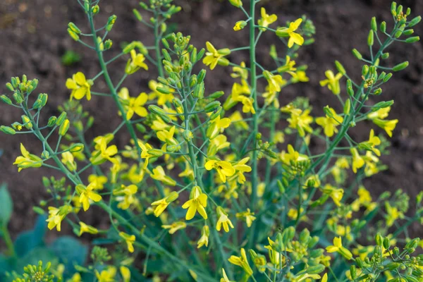 Соцветие капусты обыкновенной желтые цветы — стоковое фото