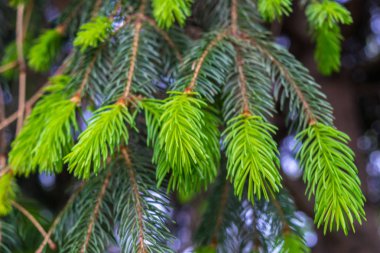 köknar ağacı taze bahar tomurcukları şurup yapmak için hasat için hazır - seçici odak