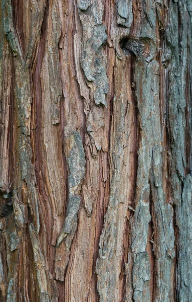 Pine tree bark texture background - vertical photograph — Stock Photo, Image