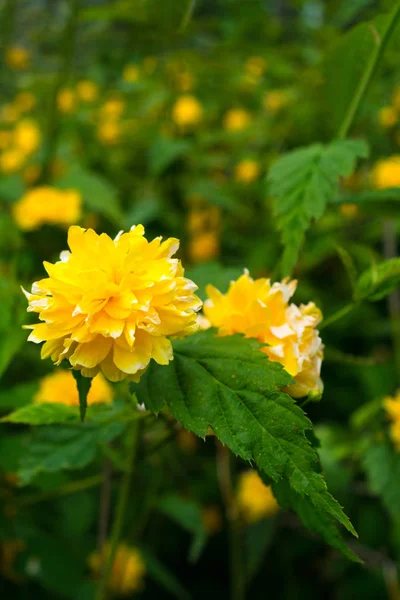 Close up of Kerria japonica yellow flower — Stock Photo, Image