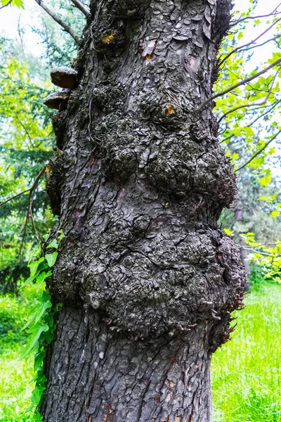 ağaç gövde yaraları yakın, burnarled ağaç gövdesi, ağaç üzerinde gnarly burls