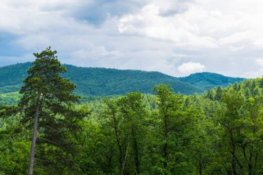 yeşil orman görünümü - ön planda ağaçlar ve arka planda orman kaplı tepeler
