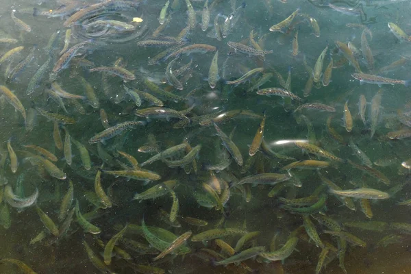 Süßwasserfischforellen von oben gesehen in einer Fischzucht — Stockfoto