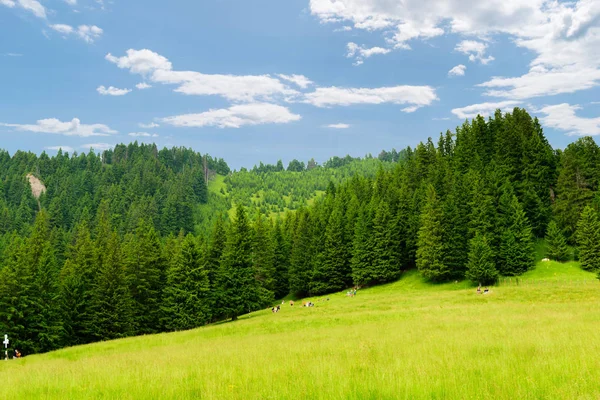büyük açık çim alanı ve dökmeyen köknar ağaçları ile alt dağ alanı doğal manzara