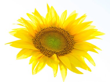 Beyaz üzerine izole edilmiş bir sarı ayçiçeği - sanatsal aydınlatma