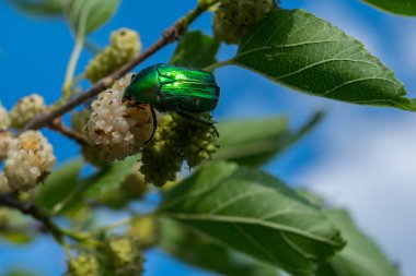 Beyaz bir dut meyvesiyle beslenen bir yeşil gül samanı (Cetonia aurata)