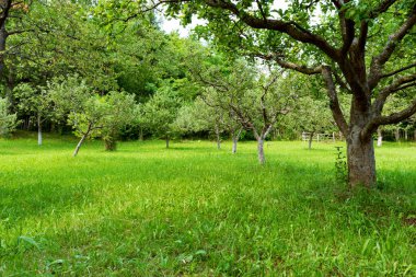 Yeşil meyve bahçesi