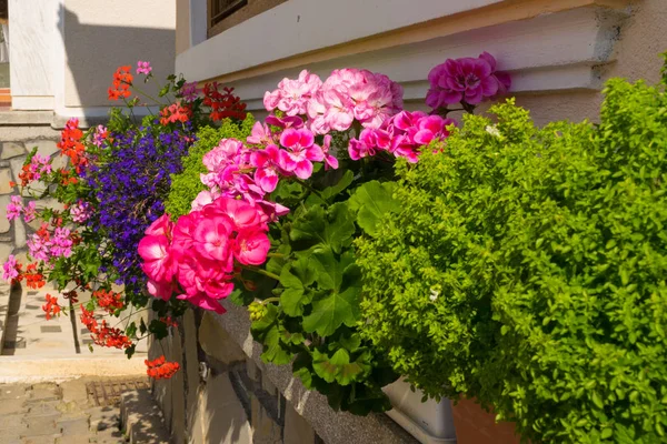 güzel sardunya çiçekleri - saksılara ekilmemiş çiçekler