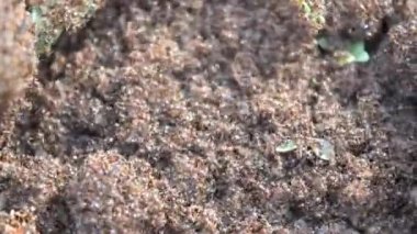 Kırmızı karıncalar akın ediyor. Seçici odaklı karınca yuvası