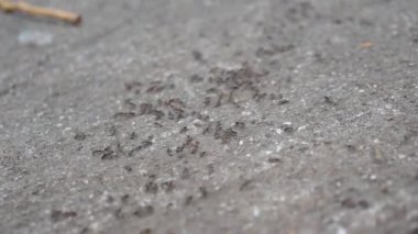 Beton kaya tabakasında yürüyen sıradan karıncalar 