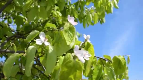 Ayva Çiçekleri Rüzgarda Hareket Ediyor — Stok video