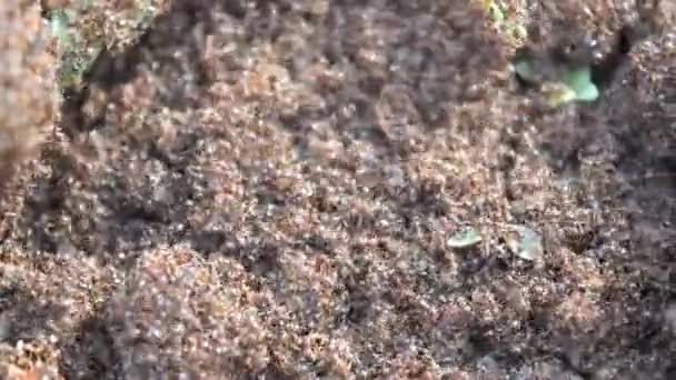 Rote Ameisen Wimmeln Redanten Ameisenhaufen Mit Selektivem Fokus — Stockvideo