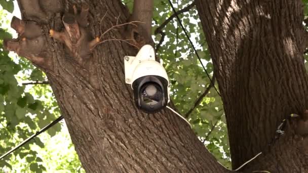 Überwachungskamera Baum Montiert — Stockvideo