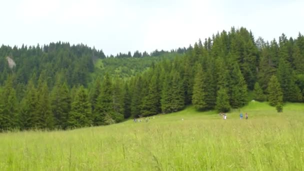 大草原や常緑モミの木が茂る亜山岳地帯の風光明媚な風景の中で新鮮な空気を得る人々 — ストック動画