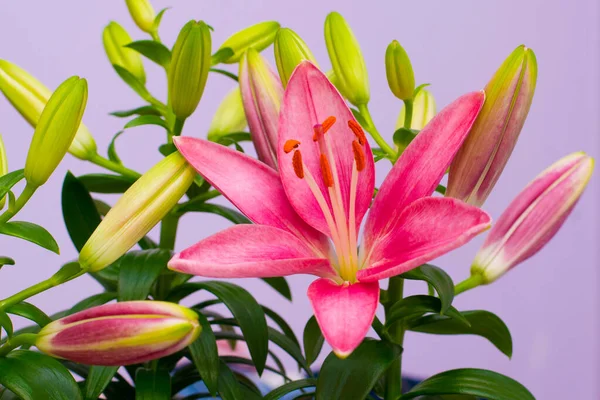 美しいピンクのユリの花 花と蕾 — ストック写真