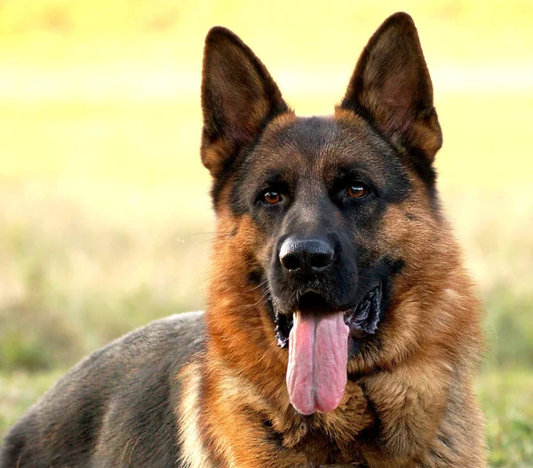 Duitse Herder Portret Het Gras — Stockfoto