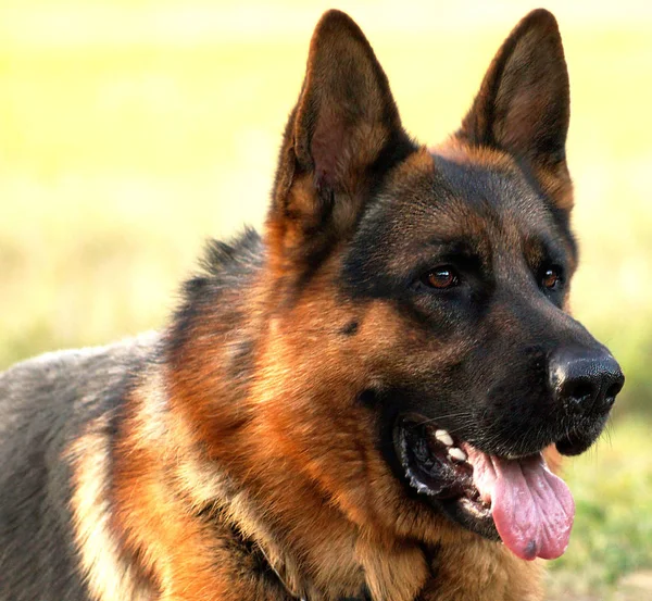 German Shepherd Portrait Grass — Stock Photo, Image