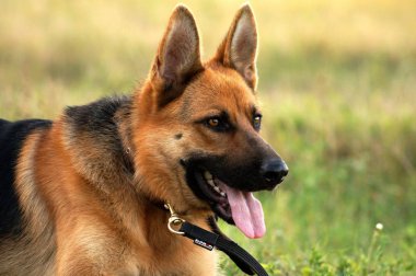 Çimlerin üzerinde Alman çoban köpeği