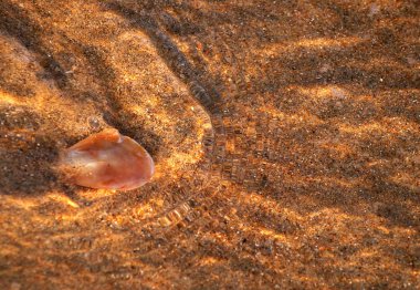 Berrak deniz suyunda kabuk