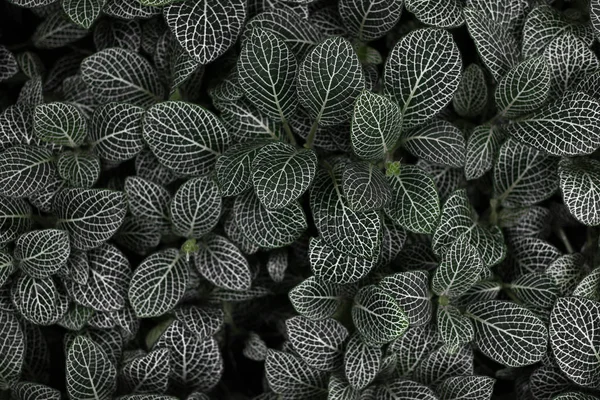 Yeşil yaprak koyu arka plan üzerinde beyaz çizgili bitki doğa yaprakları şekli ile.