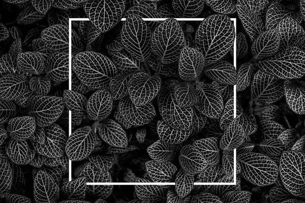 Bitki. Yaratıcı fotoğraf herhangi bir düzen için. Konsept Fotoğraf