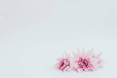 Beyaz arka planda güzel pembe çiçekler