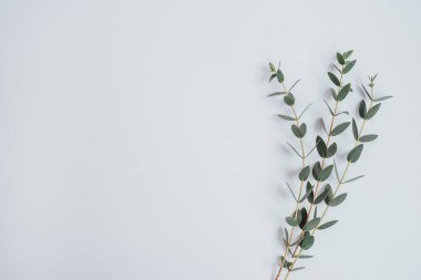 beyaz arkaplanda yeşil bitki