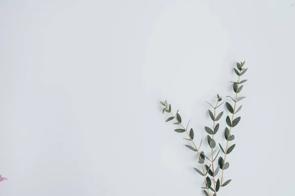 Beyaz arka planda yeşil bitkiler. Düz yatma. 