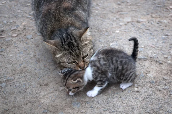 Gato Está Carregando Gatinho Cuidado Mundo Animal — Fotografia de Stock