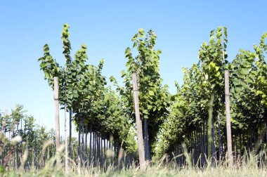 damla sulama İtalya yardımıyla süs ağaç ekimi