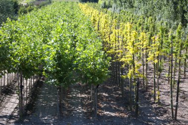 damla sulama İtalya yardımıyla süs ağaç ekimi