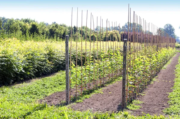 süs ağaç ve çalı tarımı damla sulama İtalya yardımıyla