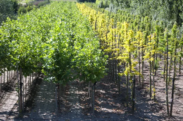 damla sulama İtalya yardımıyla süs ağaç ekimi