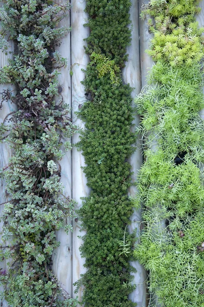 Wall Plants Garden Beautiful Decor — Stock Photo, Image